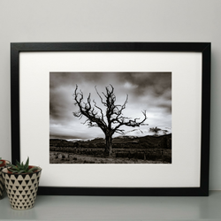 Framed Dead Tree Photography Print - Sample