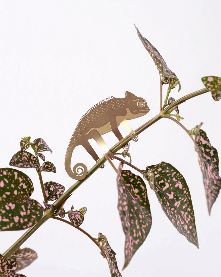 Plant Animal Chameleon by Another Studio at Albert & Moo