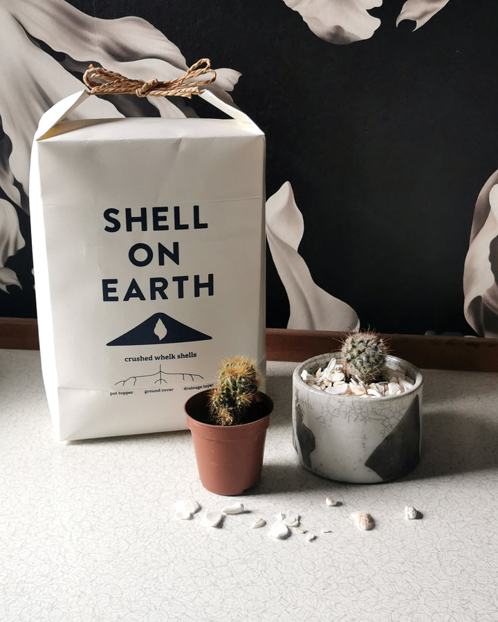 Shell on Earth Recycled Whelk Shells for Plants at Albert & Moo