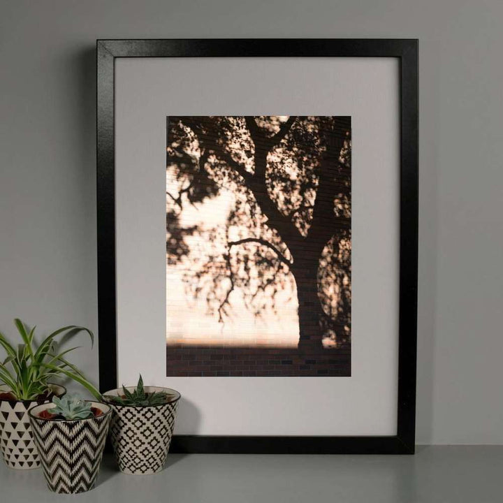 Limited Edition Tree Shadow A4 Print
